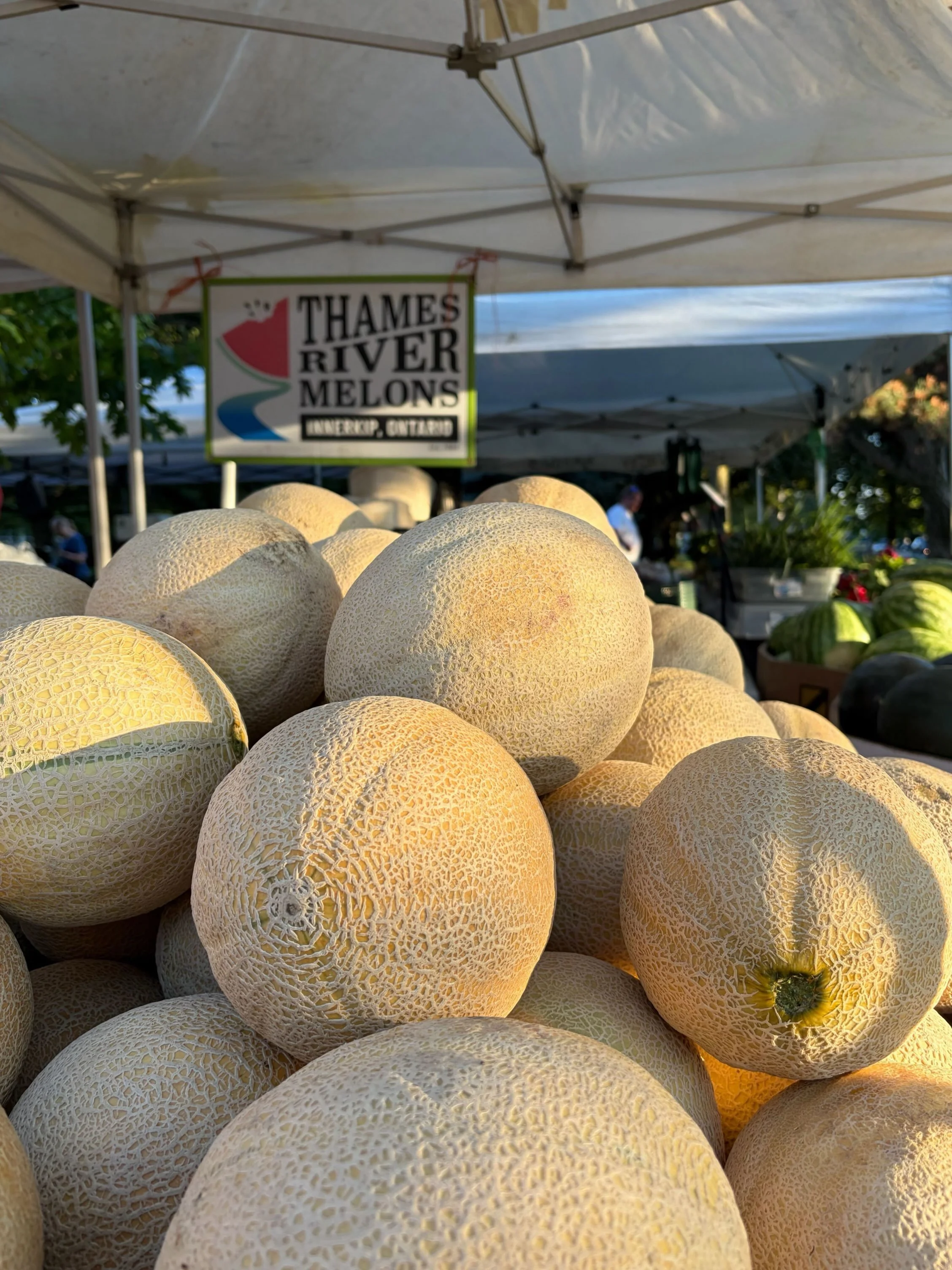 The crop that started it all 🍈 

Back in 1984 Farmer Rob planted just one acre of melons. Today Thames River Melons spans over 500 acres of land dedicated to growing produce, raising cattle, keeping bees, baking pies, canning preserves, and creating