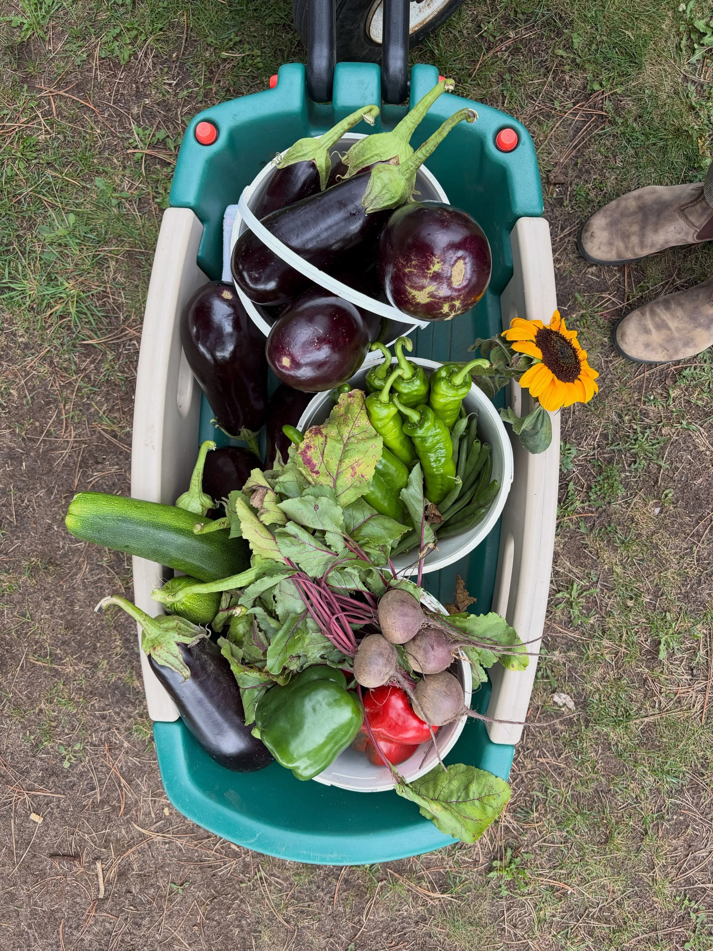 We&rsquo;re in the final countdown before back to school season begins, which means meal planning and packing lunches are probably top of mind. And we have just the thing to help with those challenges!

Come on out to our Pick-Your-Own vegetable patc