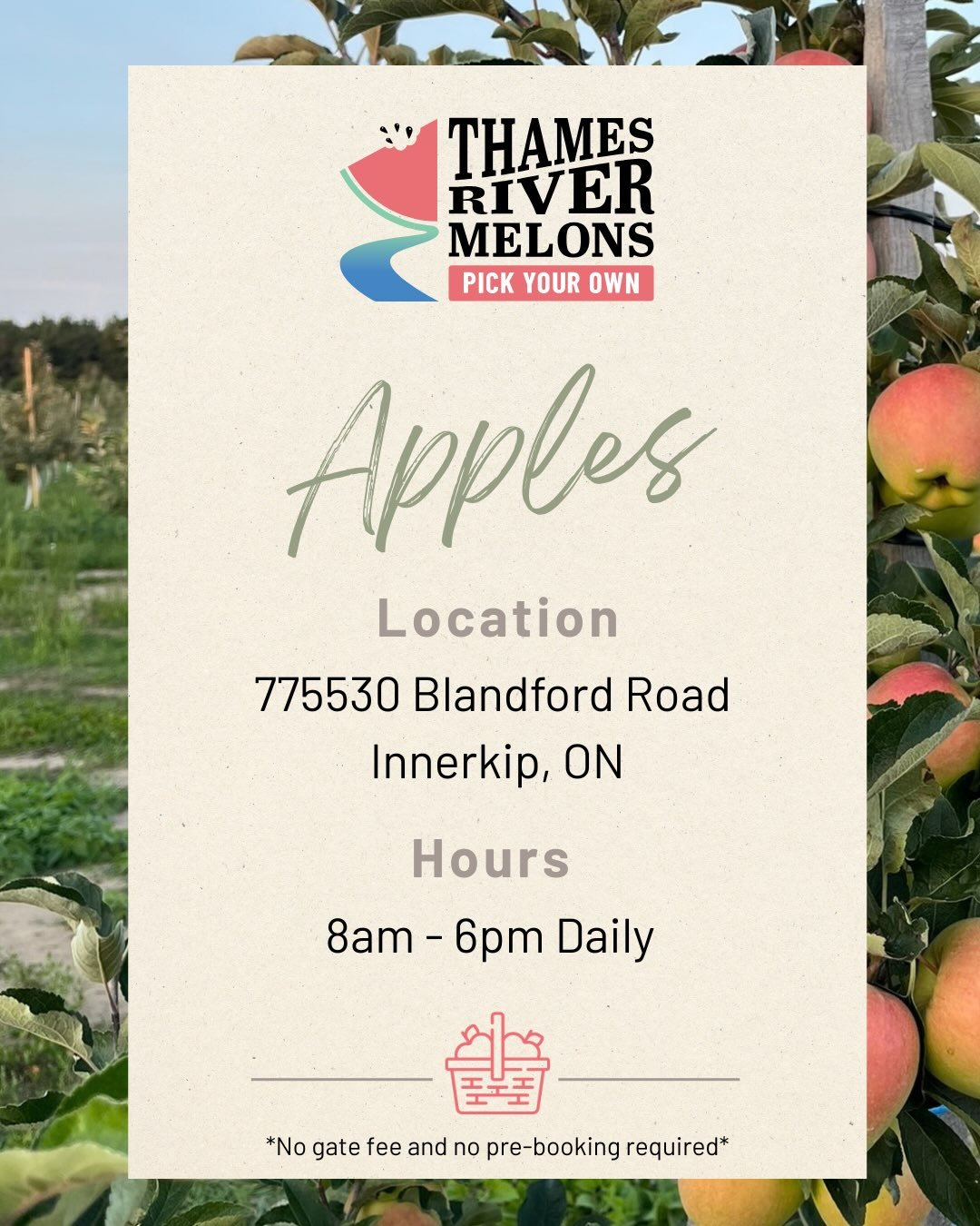 Our 2026 Pick-Your-Own Apple season has arrived! 🍎 

We are so thrilled to offer you the opportunity to come on out and harvest your own apples. This is our fourth season harvesting from these trees (they&rsquo;re still fairly young) and we had a pa