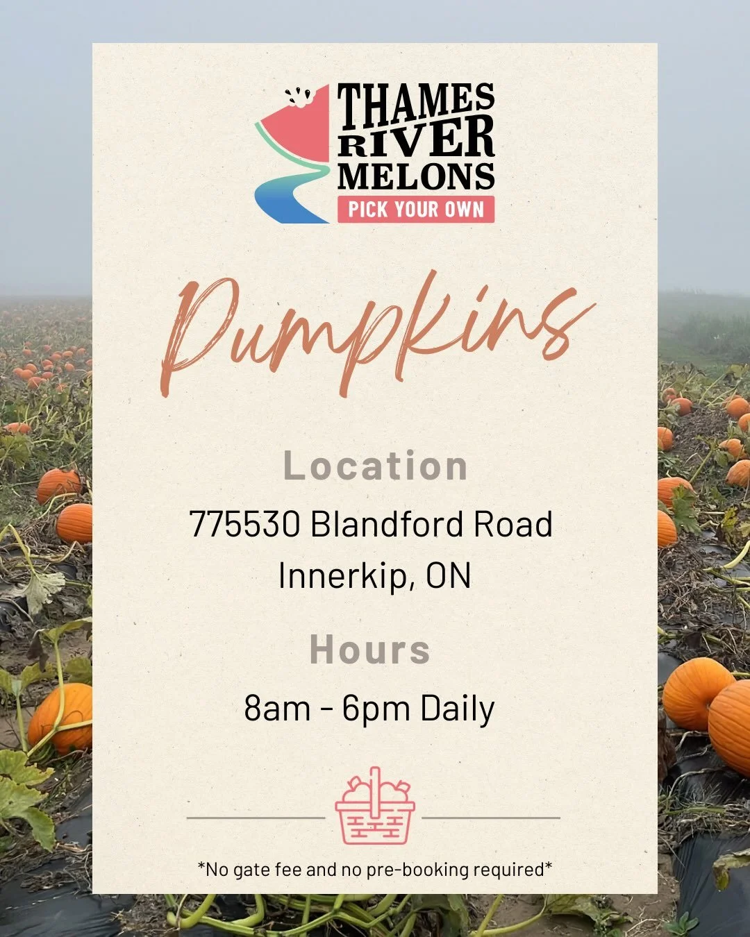 🎃 All Things Pumpkin 🎃 

The Pumpkin Patch is officially open for picking!

Don&rsquo;t feel like making the trek out to the field? No problem! We&rsquo;ve got a huge selection of pre-picked pumpkins available too.

And once you work up an appetite