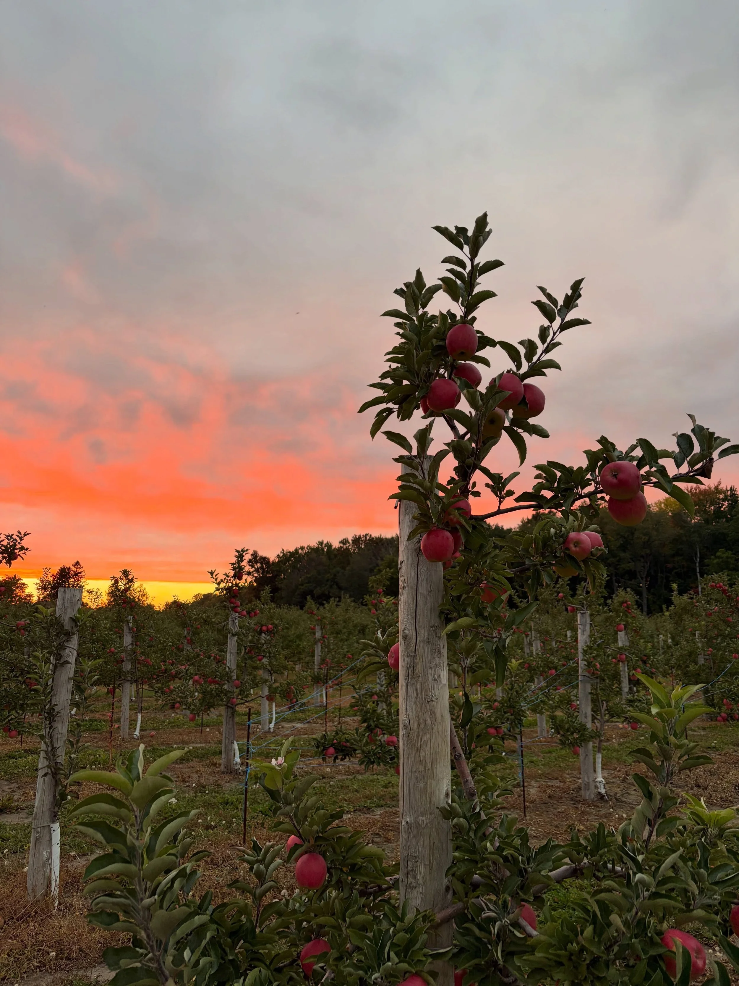The apple orchard is waiting for you to come visit! 🍎Beginning this weekend we will have our Ambrosia variety available for harvesting, and we continue to have a few Cortland as well. While you&rsquo;re here, plan to hit up the pumpkin patch, sip on