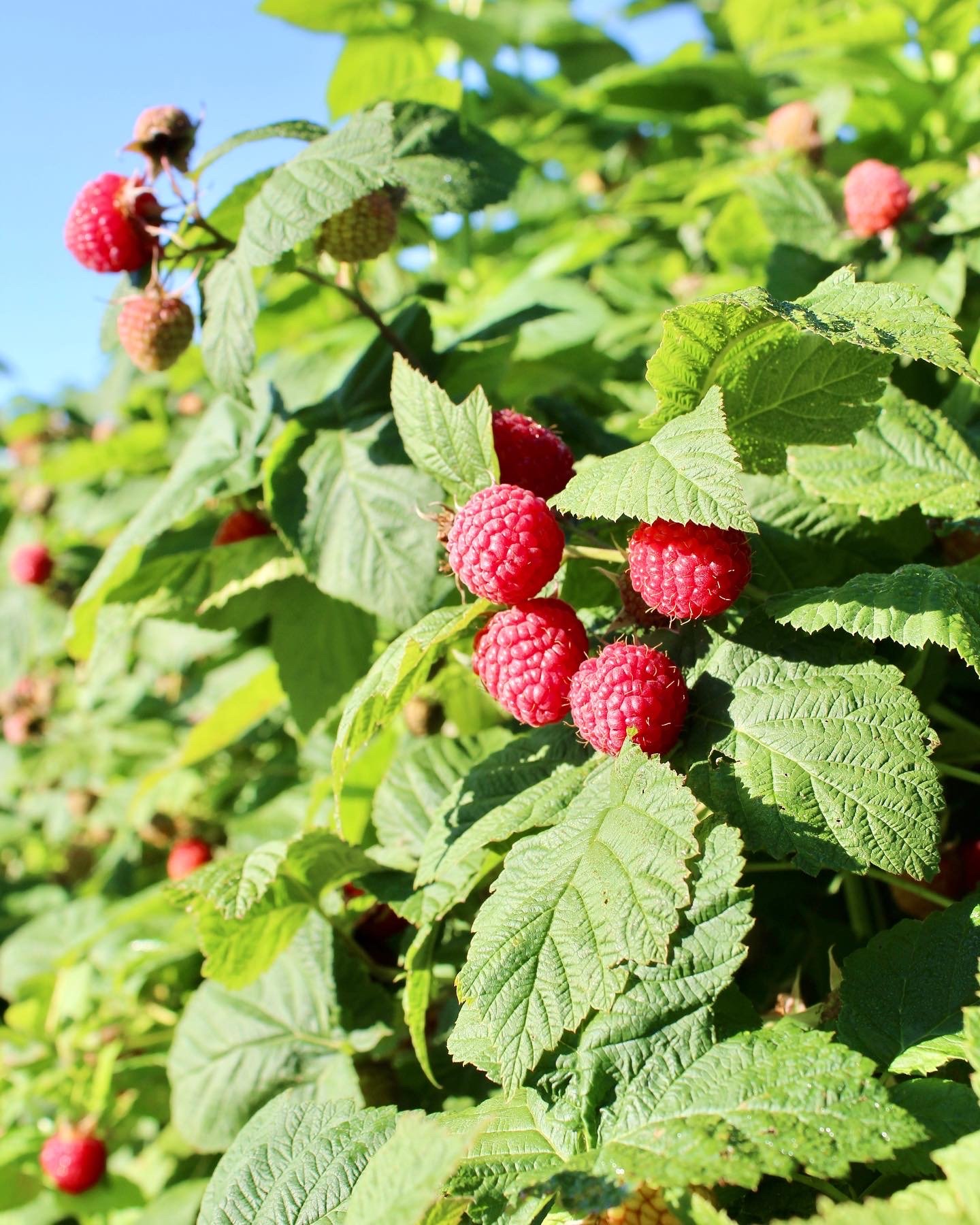 Raspberries on a bush
