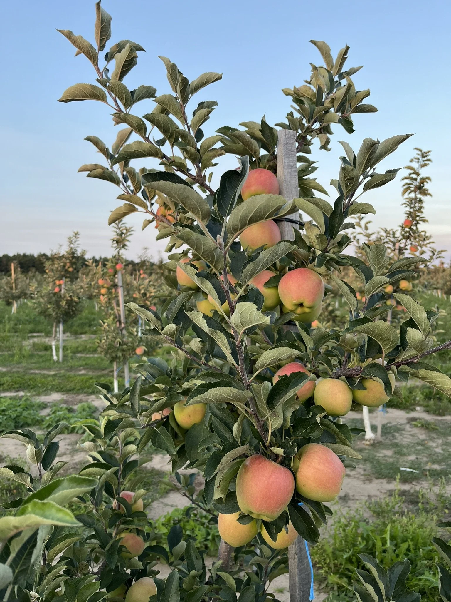 fresh-apples-in-an-orchard