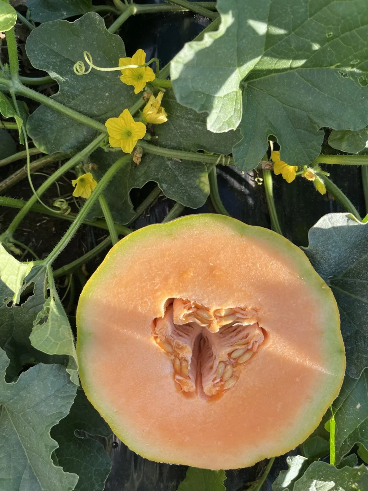 fresh-local-melons-ontario.jpg