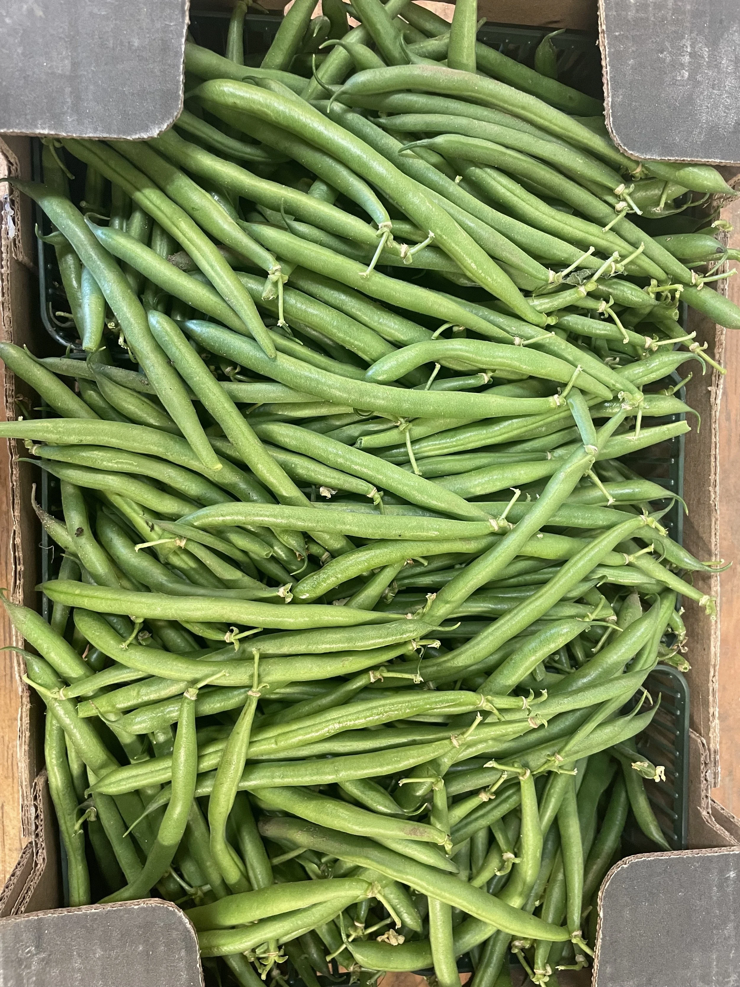 Bean Flat: Week 12