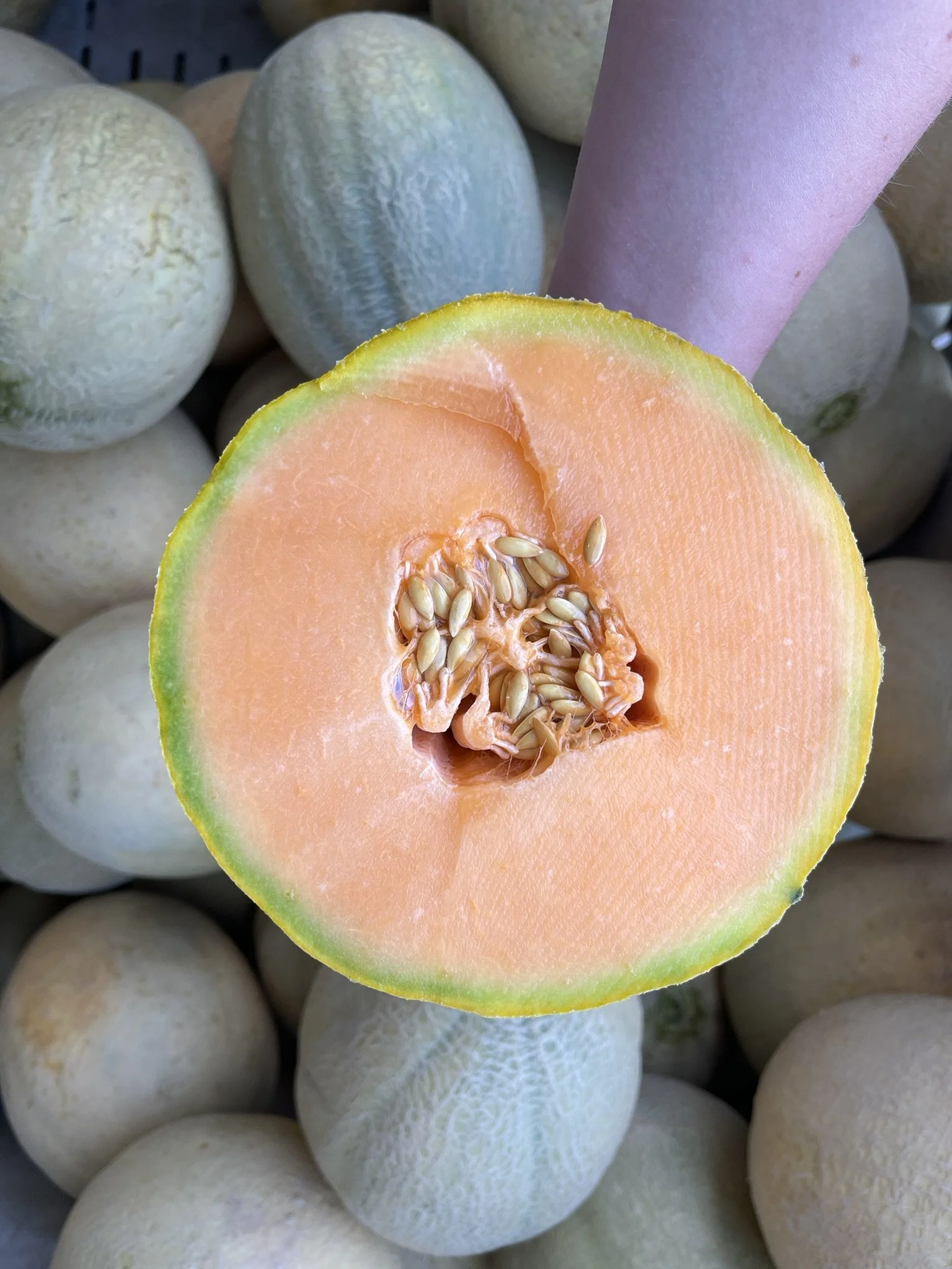 muskmelon cut in half to show orange flesh inside