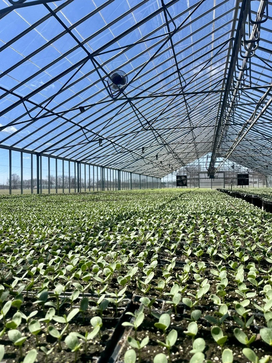 Inside a large greenhouse filled with rows of young green seedlings growing in trays on tables, with a glass roof and metal framework overhead, and a blue sky visible outside.