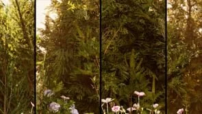 Mountain - Sunrise - small