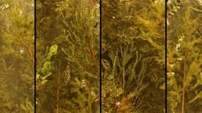 Mountain - Morning - small