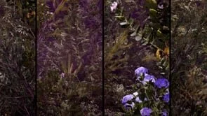 Mountain - Midnight - small