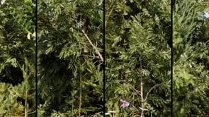 Mountain - Afternoon - small