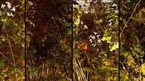 Garden - Sunset - small