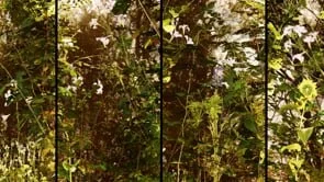 Garden - Sunrise - small