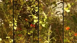 Garden - Morning - small