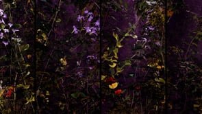 Garden - Midnight - small