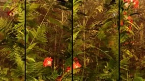 Ferns - Sunset - small