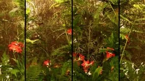 Ferns - Sunrise - small