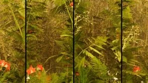 Ferns - Morning - small