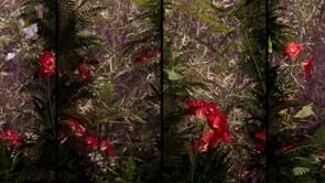 Ferns - Midnight - small