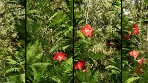 Ferns - Afternoon - small