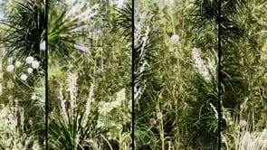 Dunes - Afternoon - small