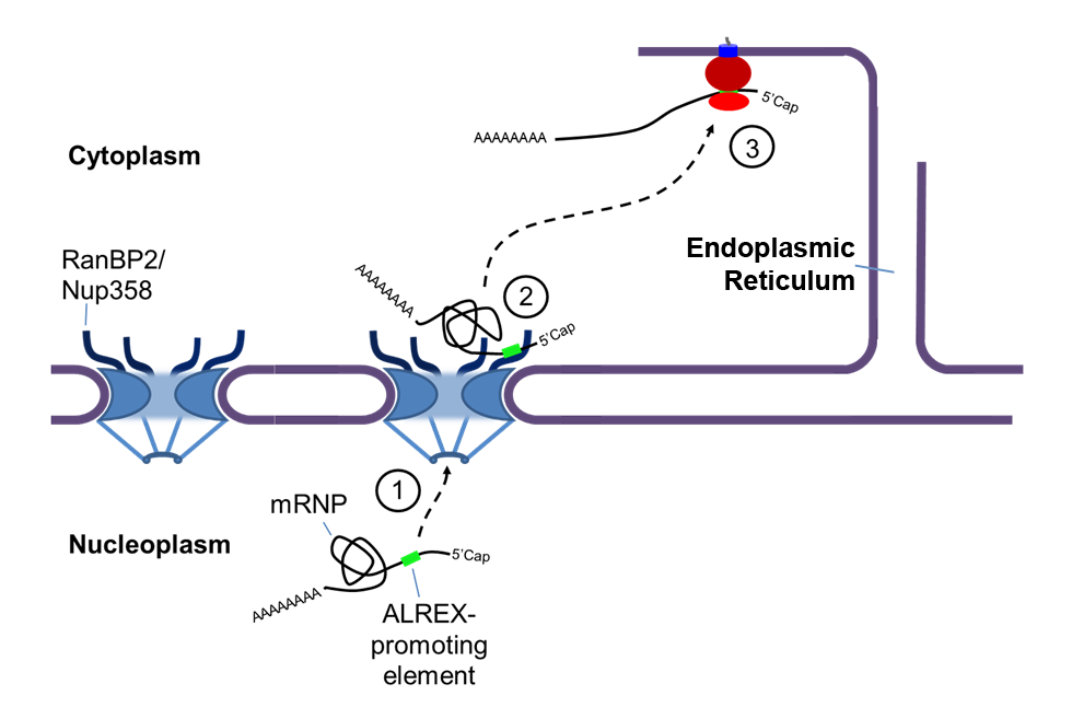 journal.pbio.1001545.g009.png