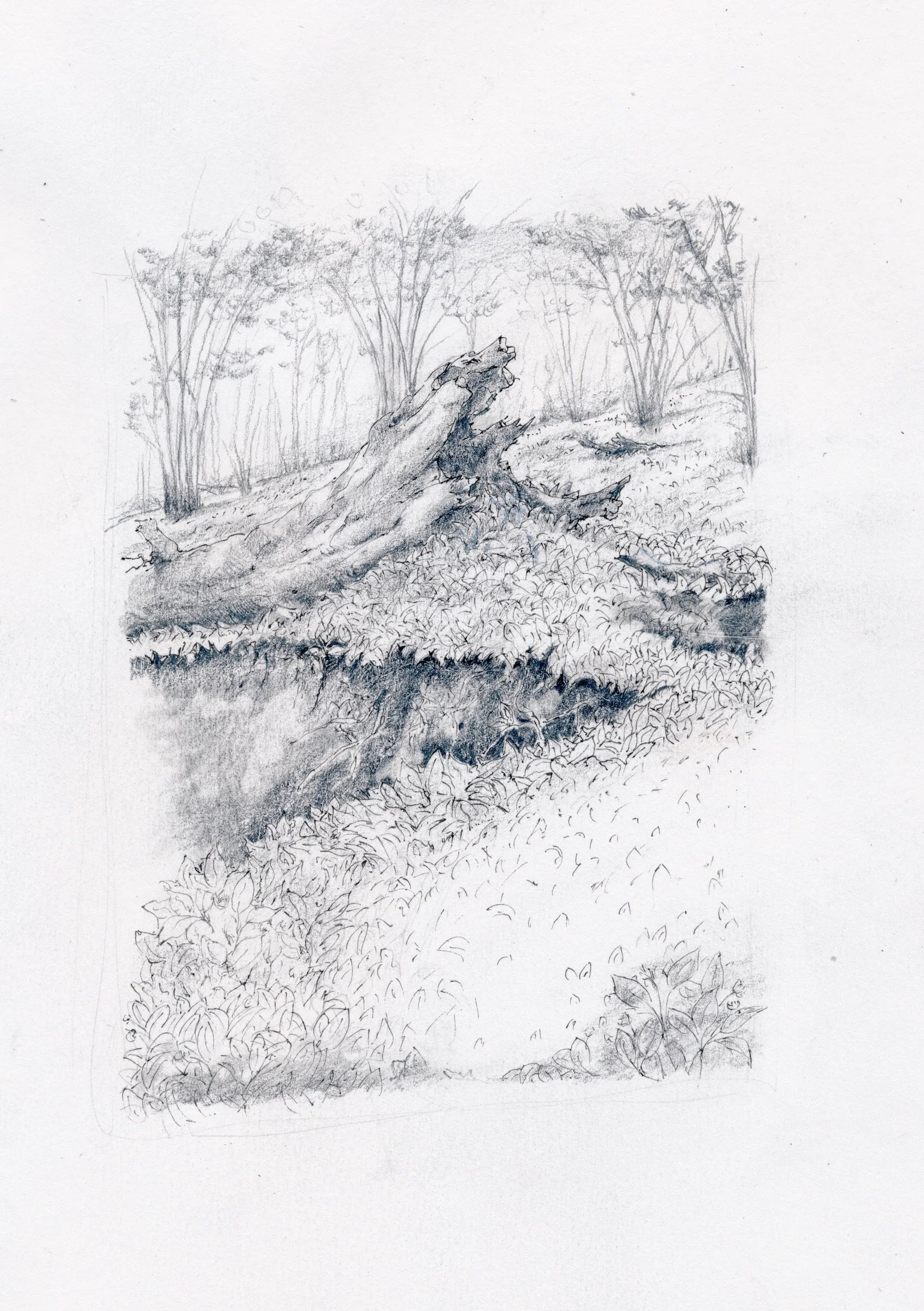 GARLIC WOOD.SUSSEX.jpeg