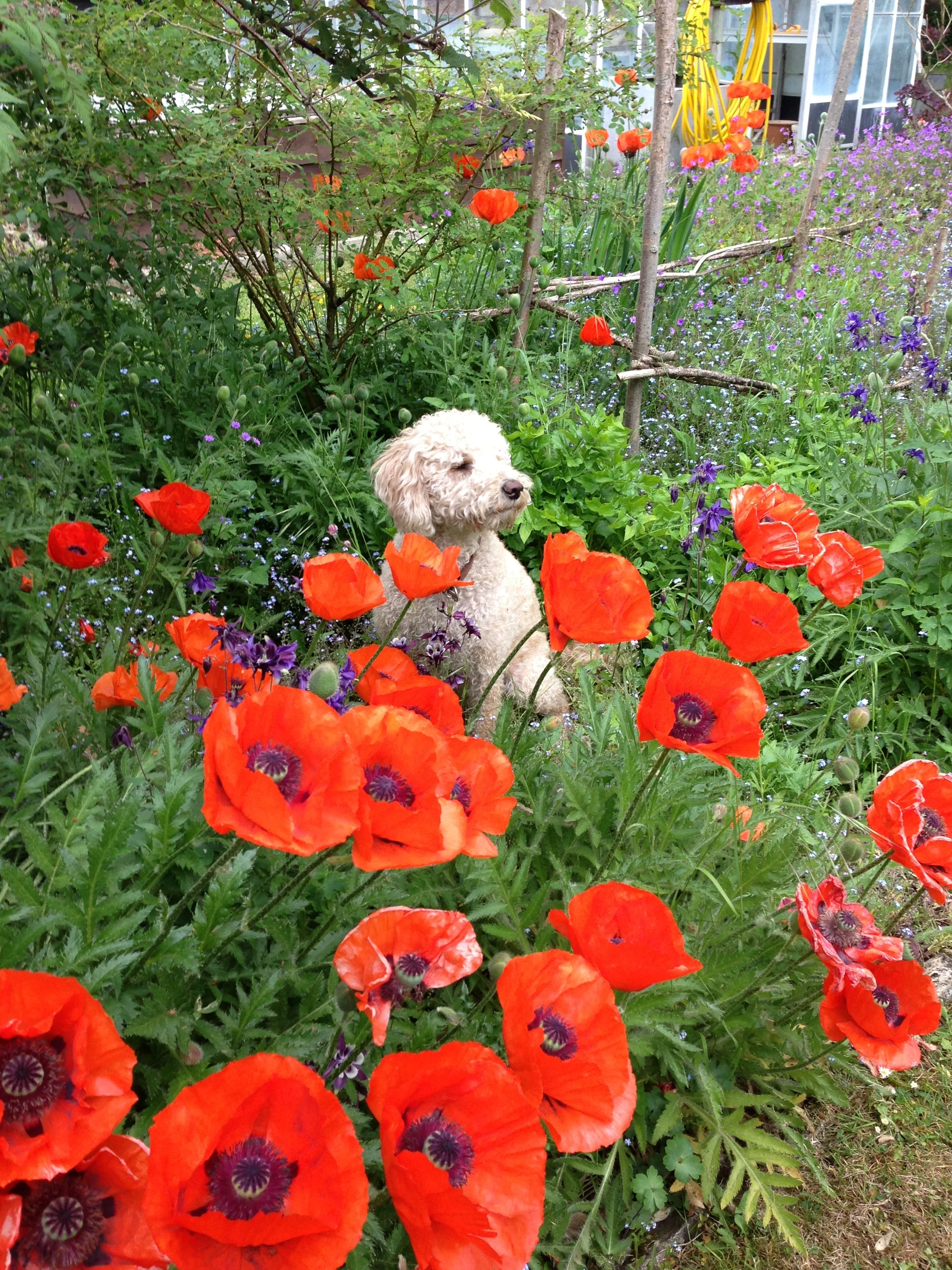  Teddy supervising the restoration!! 