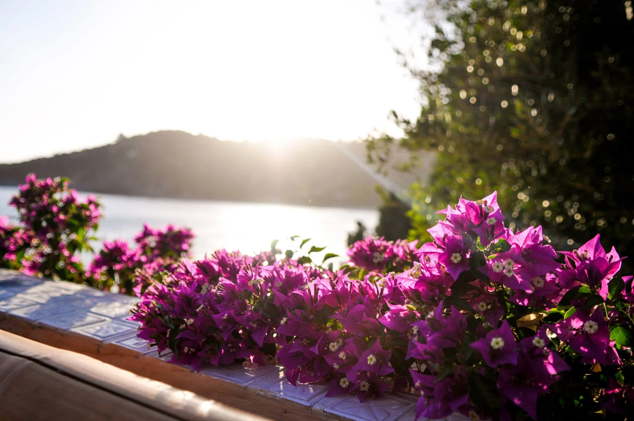 Bougainvilliea.jpg