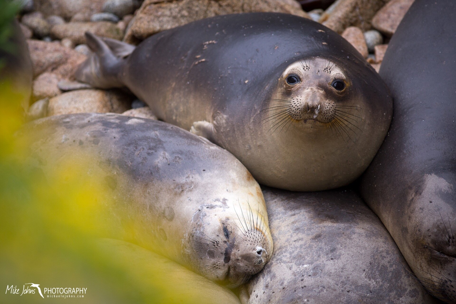  Pile of northern elephant seals in Garbage Gulch 