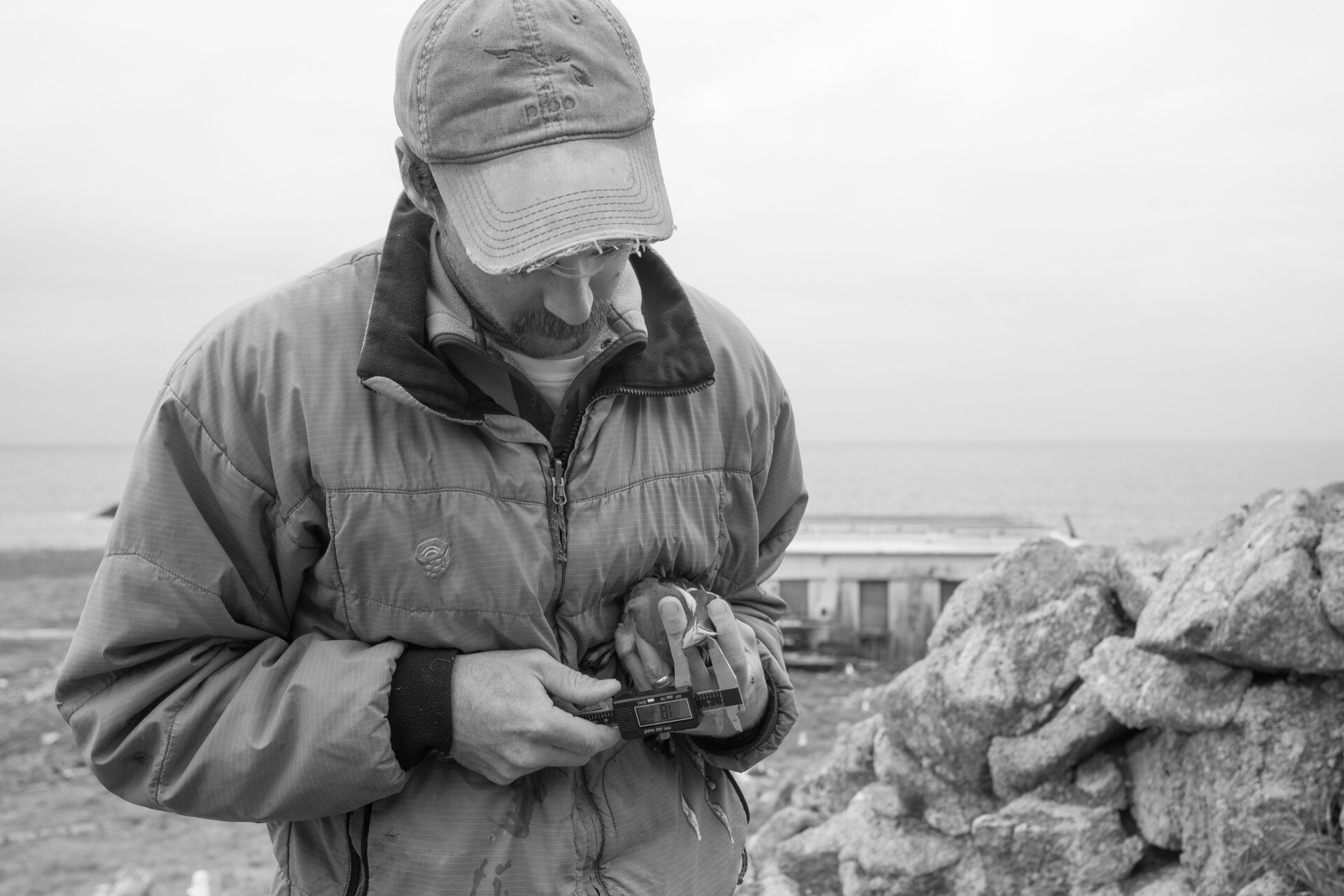  Taking a bill depth measurement of a rhinoceros auklet at the Rabbit Cave Catacombs. 