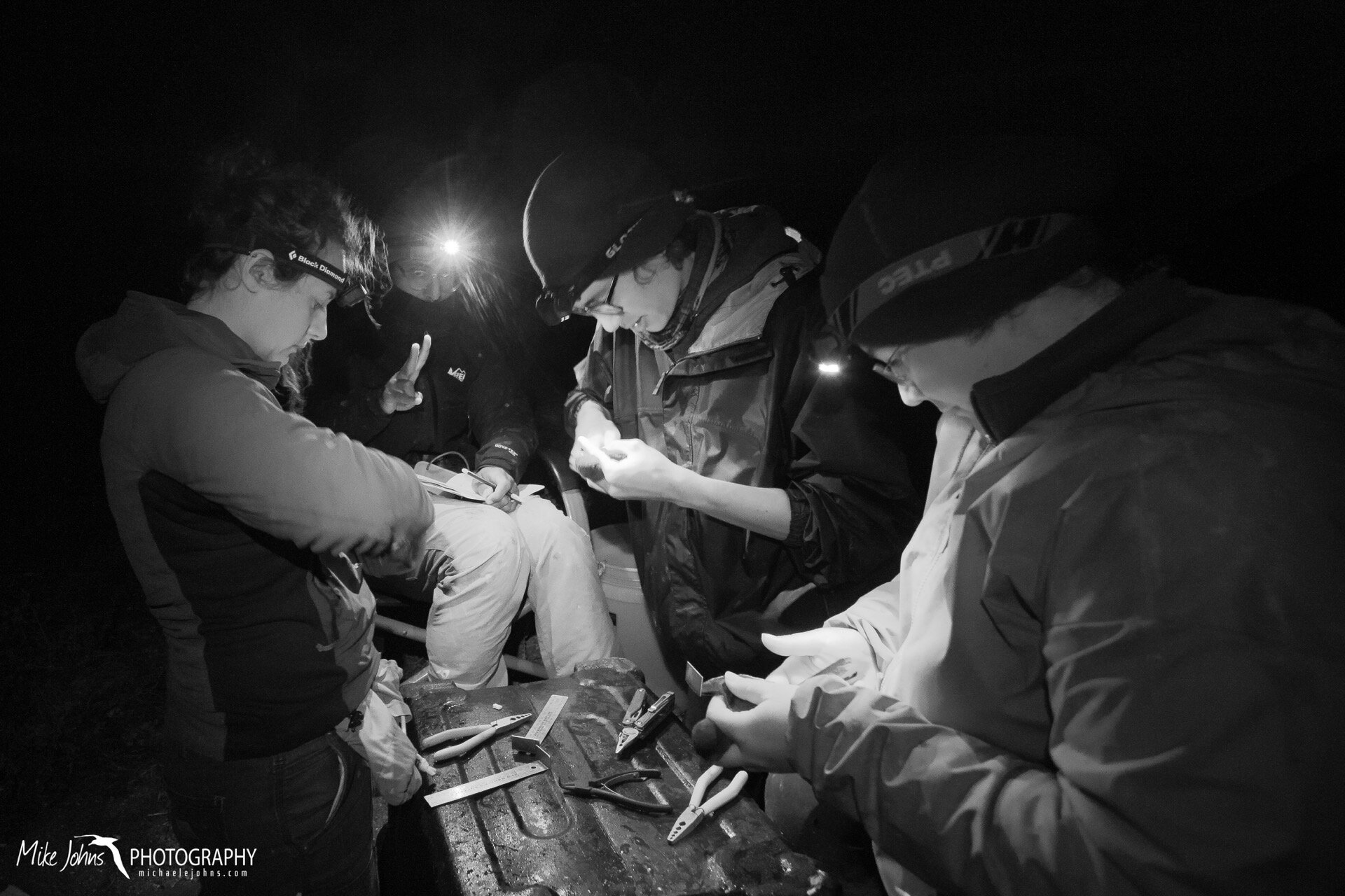  Busy banding ashy storm-petrels during a night of mist netting at the Carp Shop.  