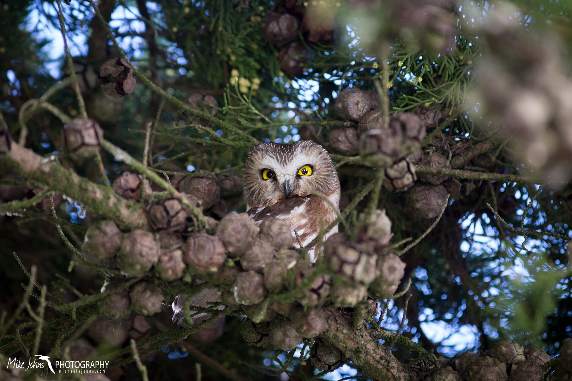  A brief visit from a northern saw-whet owl in the PRBO tree.  