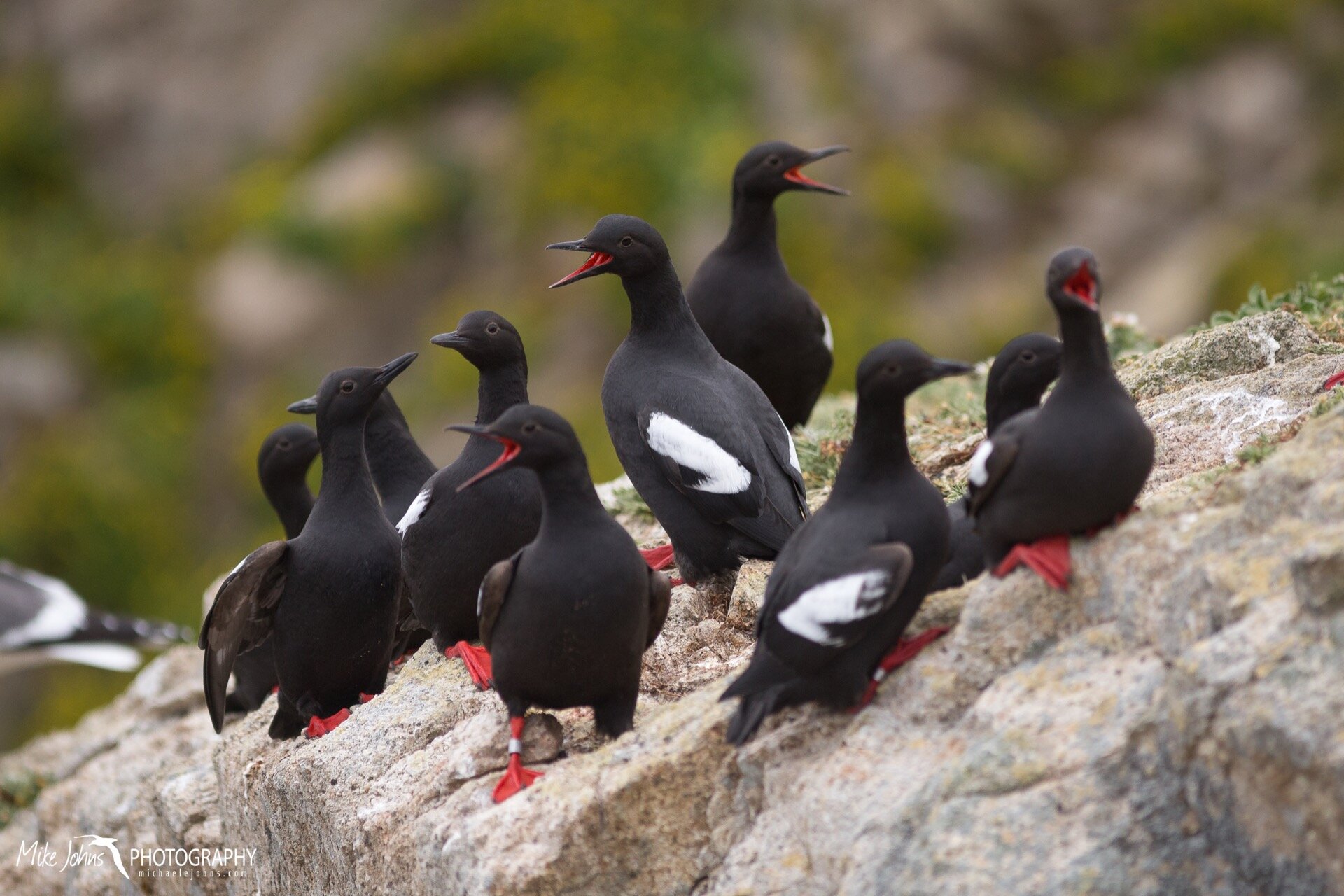 A cluster of pigeon guillemots at Garbage Gulch. We call these PIGU parties. 