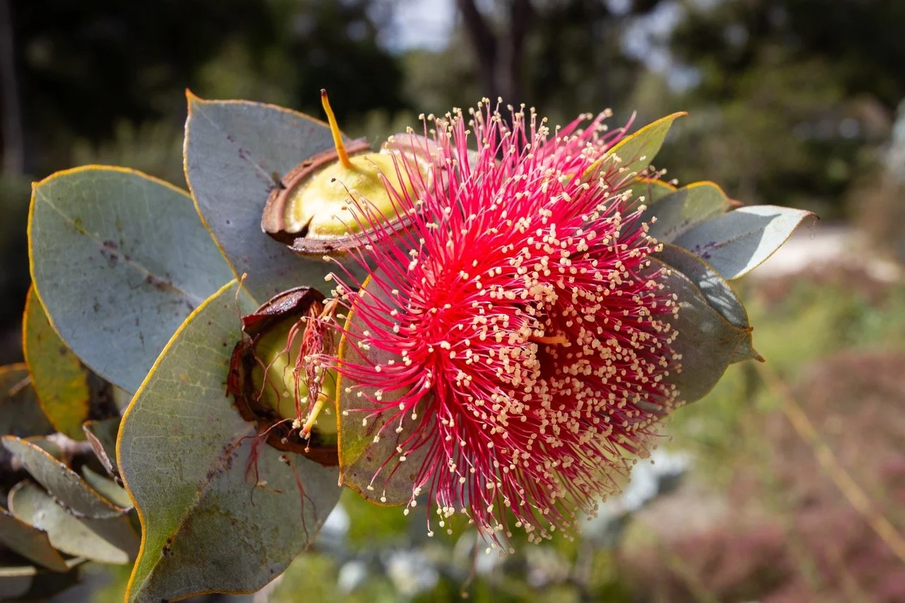 Western Australian Botanic Garden