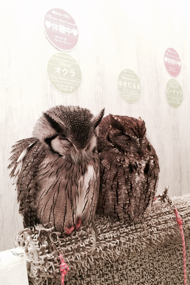 resting furballs