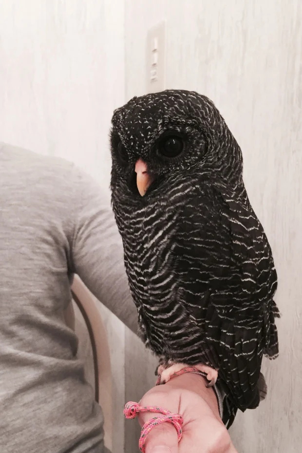 owl_8.jpeg