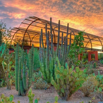 Desert Botanical Garden