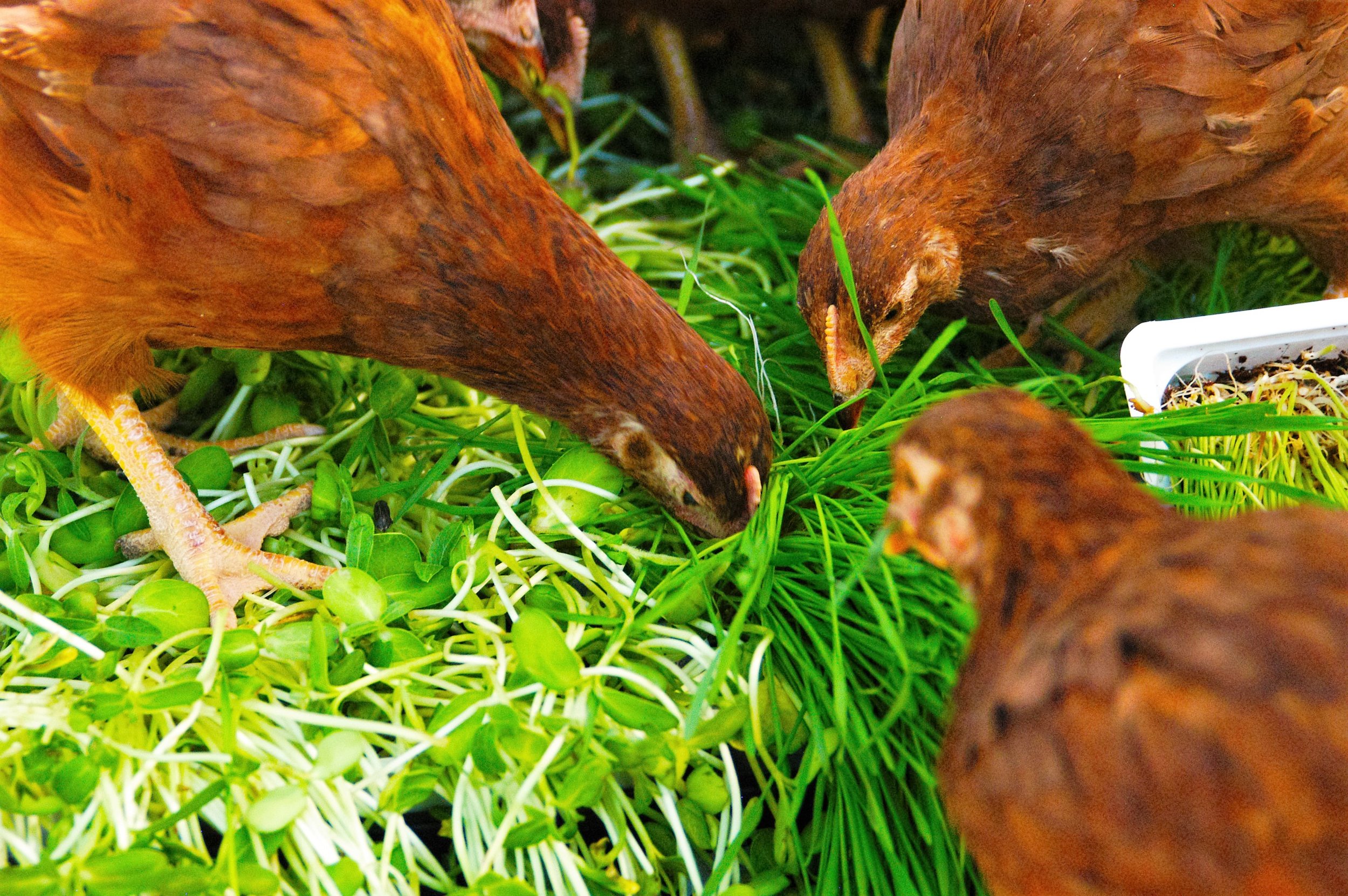 ZERO LANDFILL ESTABLISHMENTS AND EVENTS At Atlasta Catering's Phoenix headquarters