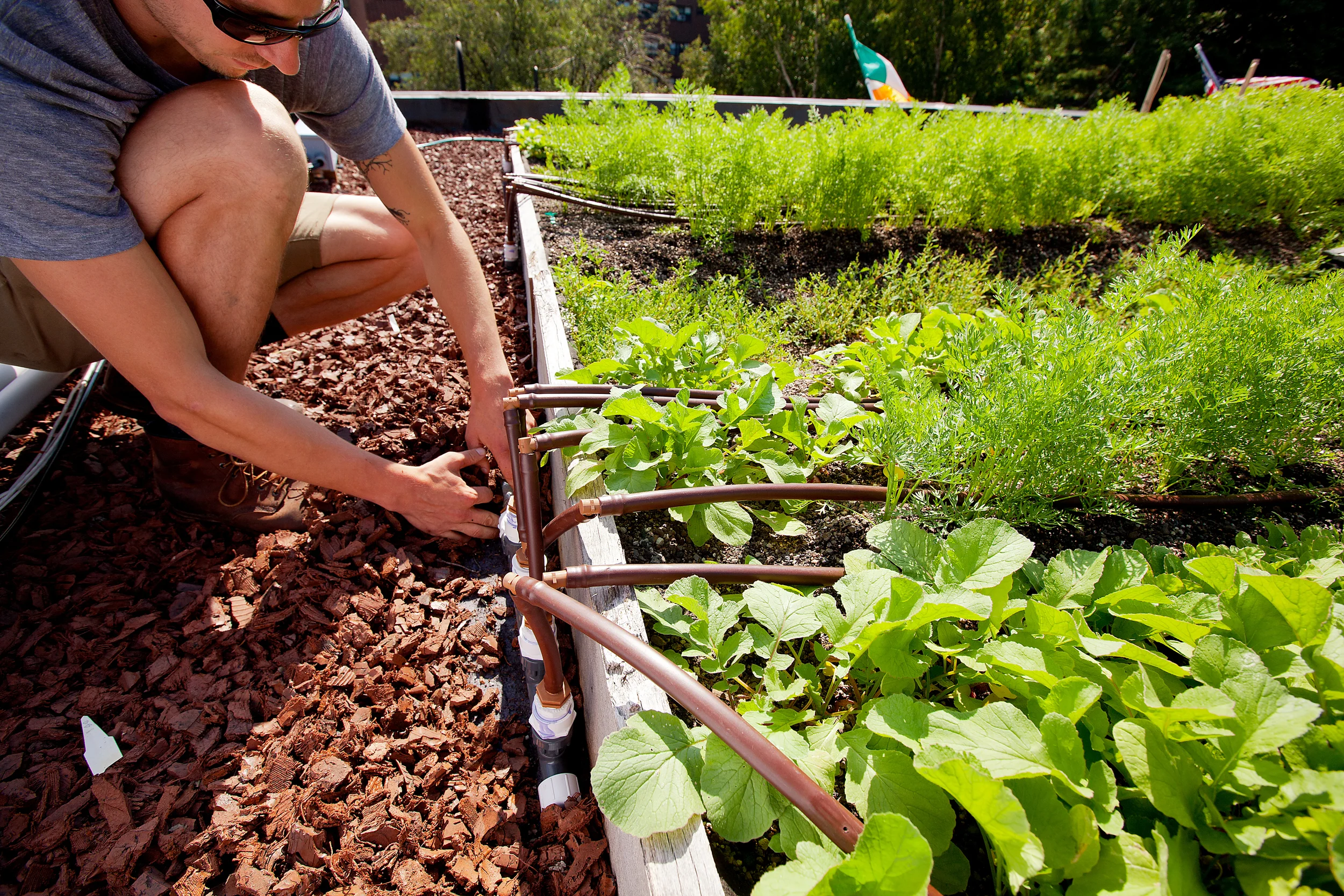 At Ester Restaurant Rooftop Farm, Netafim drip irrigation lines maximize watering efficiency, and recycled rubber mulch in vegetation-free zones slows rainwater runoff .