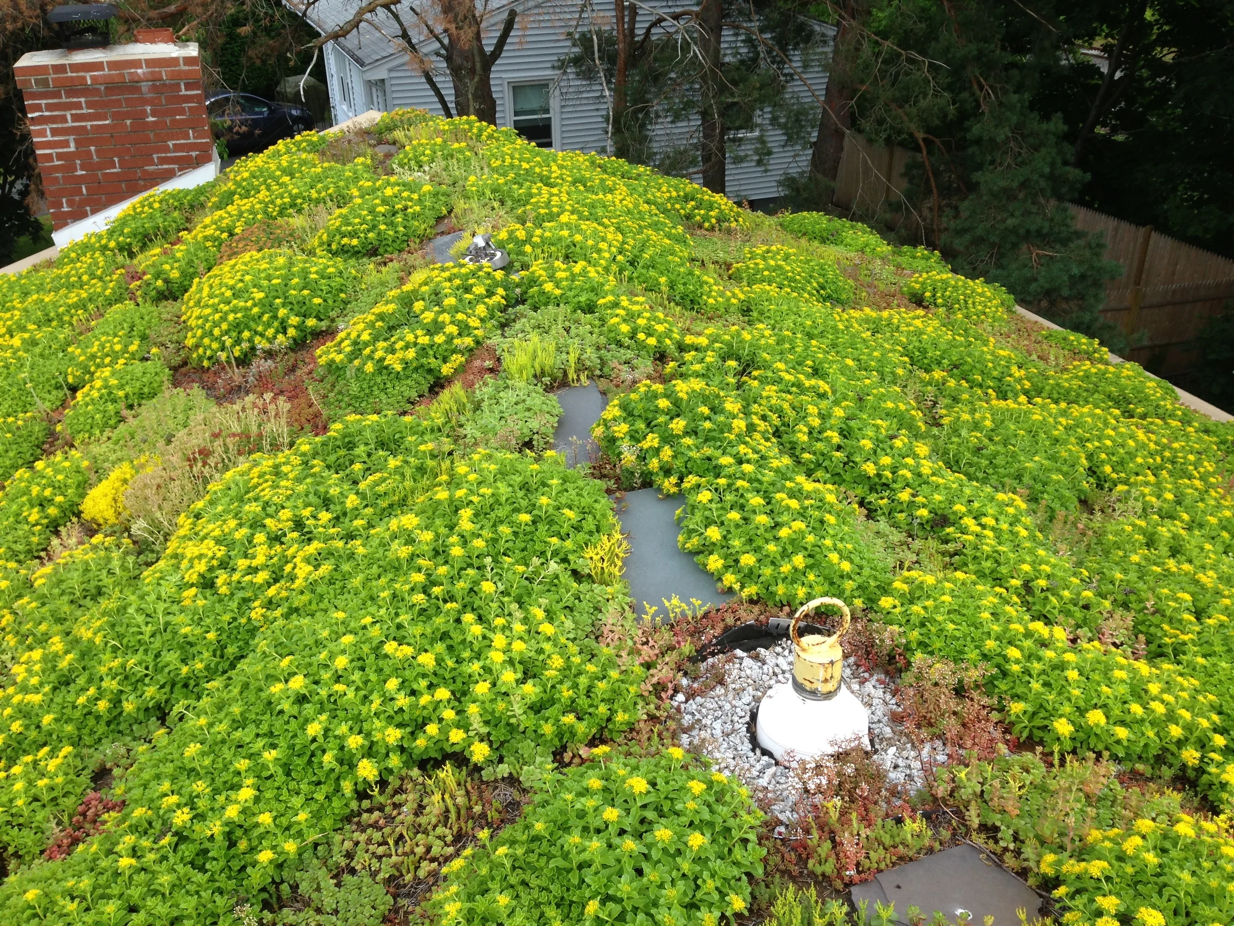 Recover-Green-Roofs-Residential-Green-Roof-Ranch-2