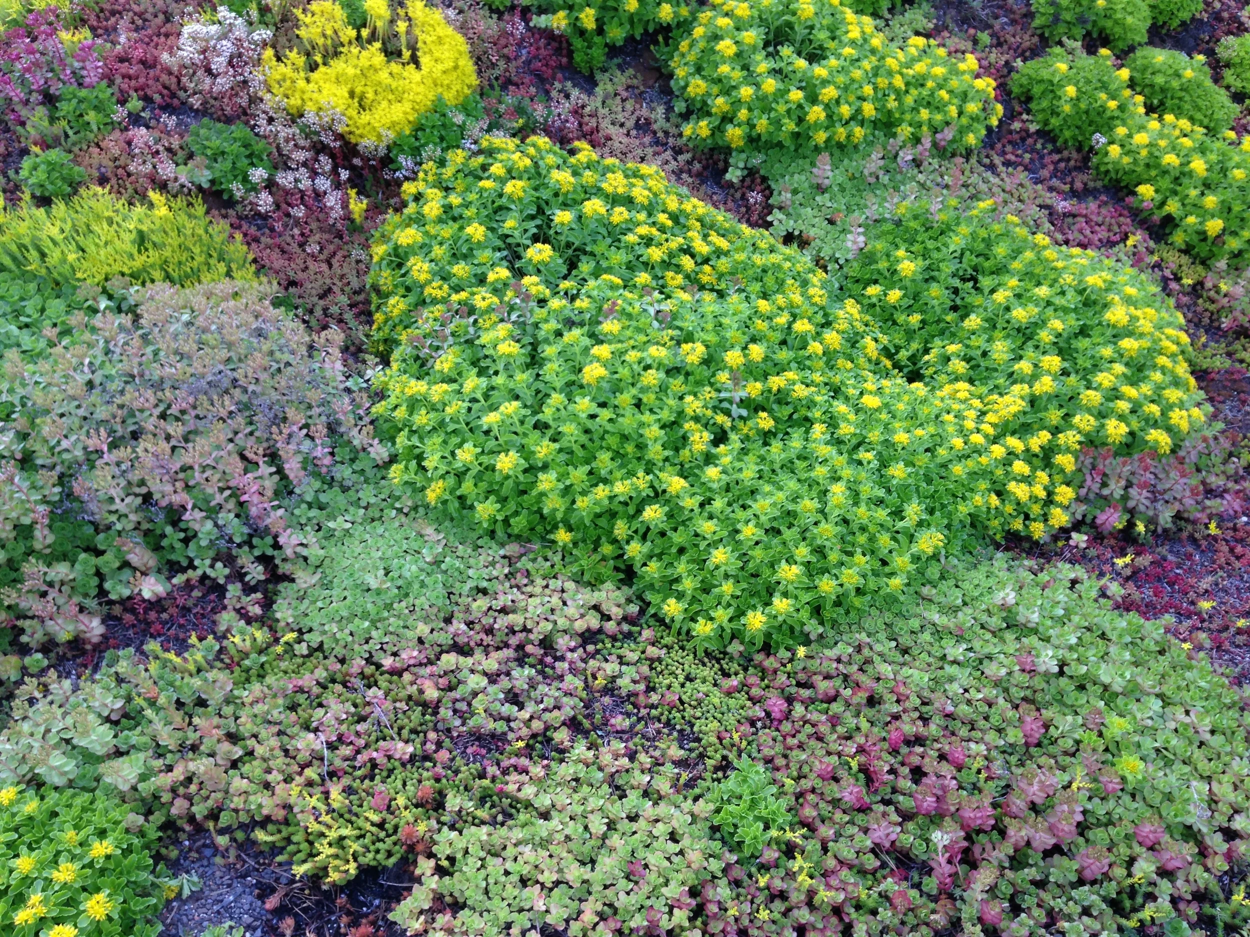 Recover-Green-Roofs-Residential-Green-Roof-Ranch-4