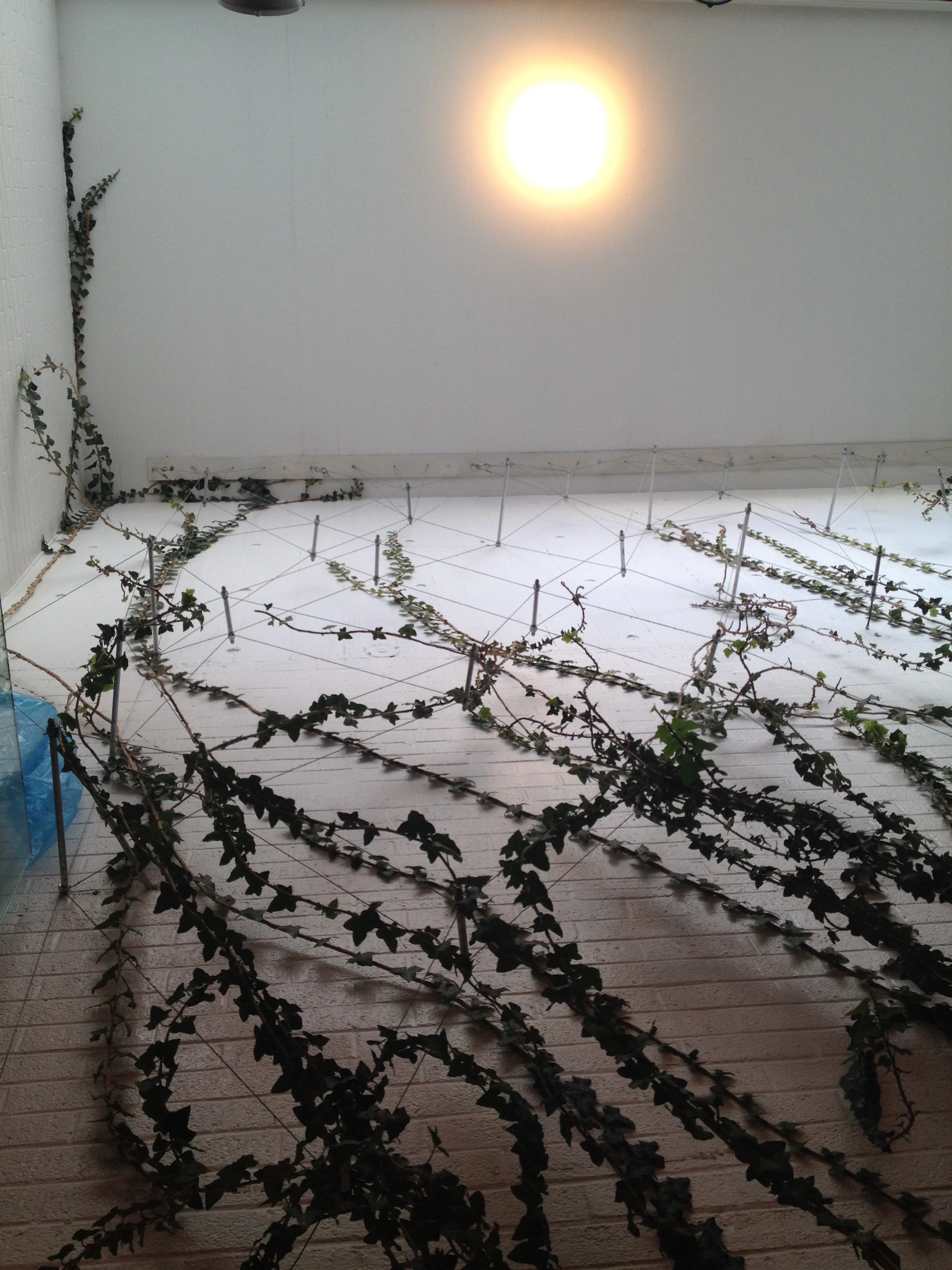 Recover-Green-Roofs-Green-Wall-Clover-Harvard-4