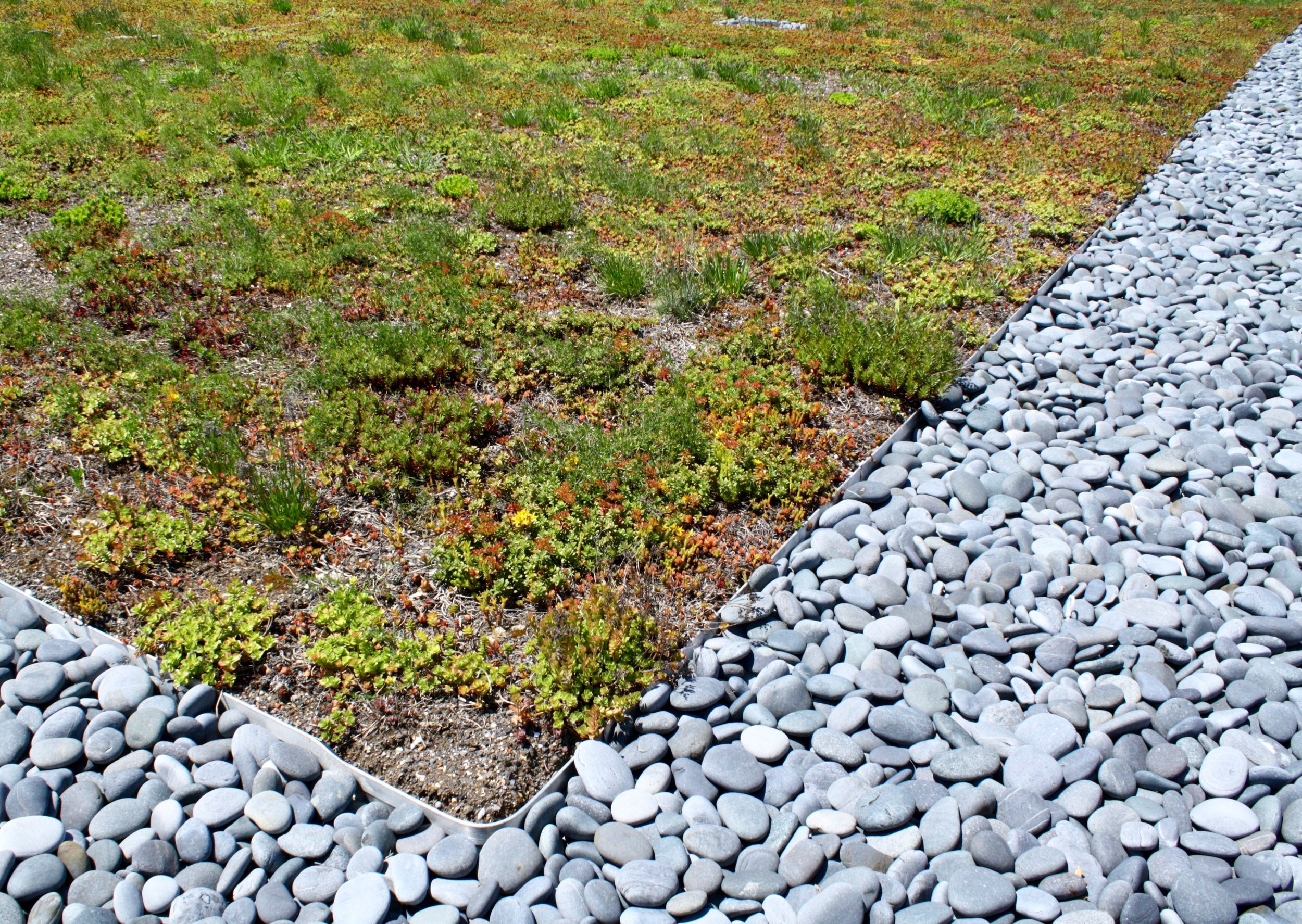recover-green-roofs-north-shore-cc-2014-4.jpg