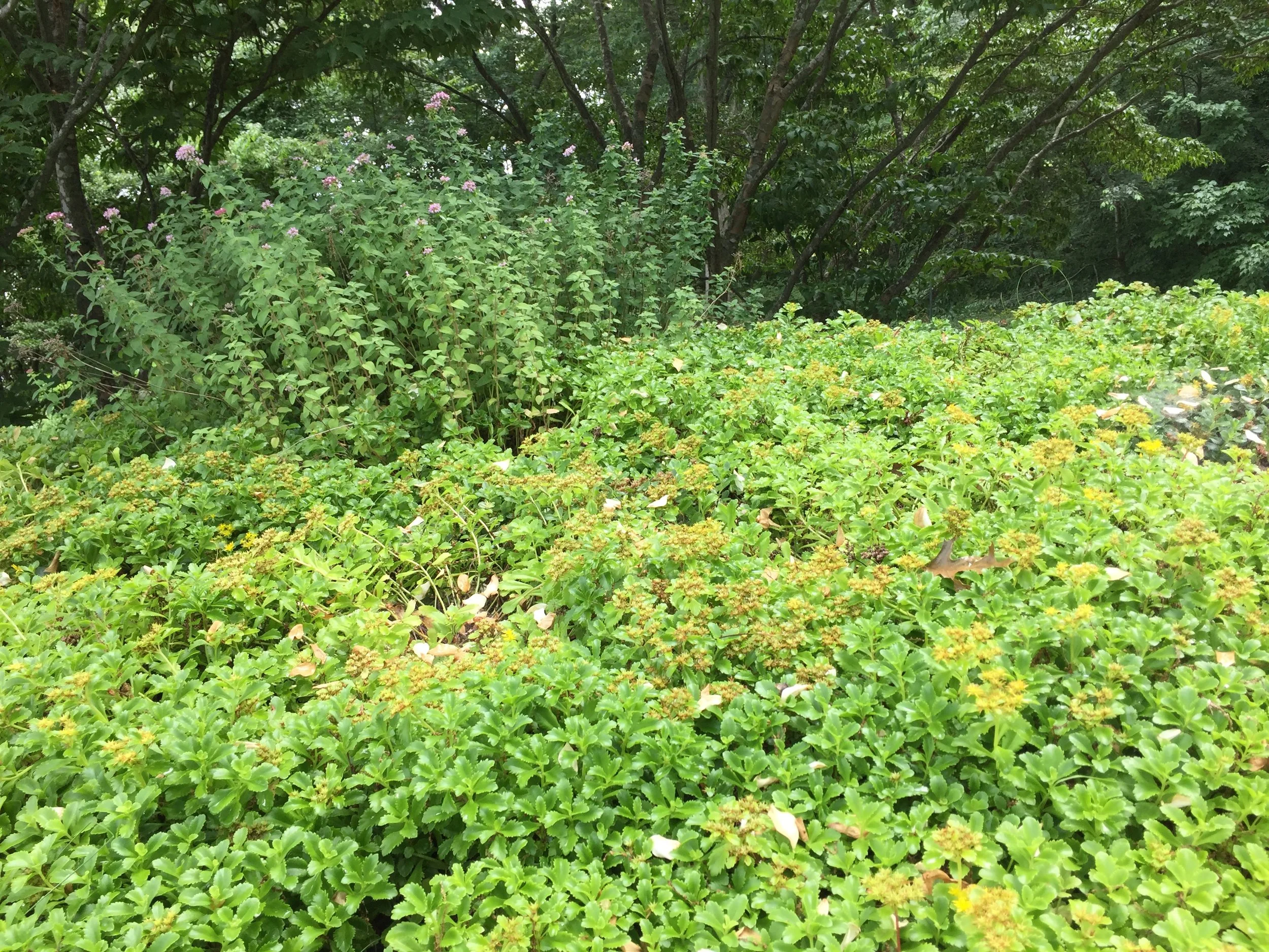 recover-green-roofs-turtle-bay-2016-13.jpg