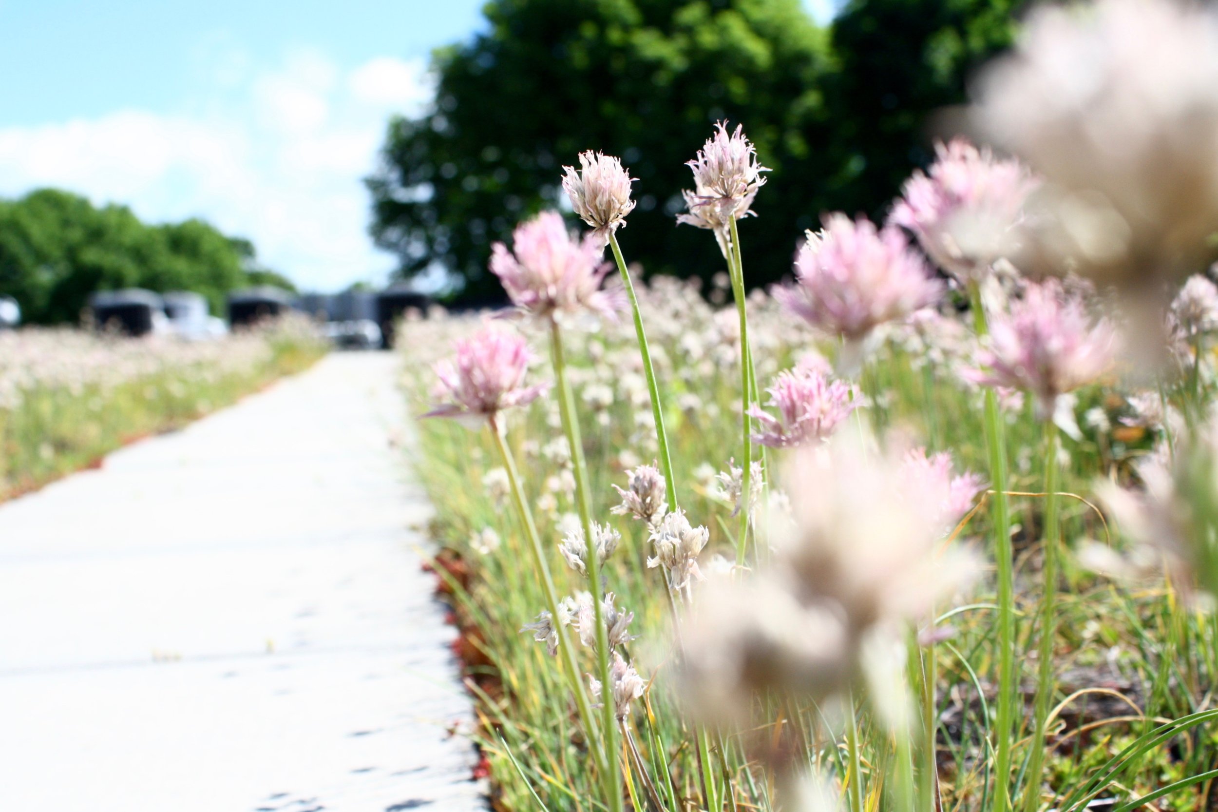 recover-green-roofs-whipple-riverview-2016-1.jpg
