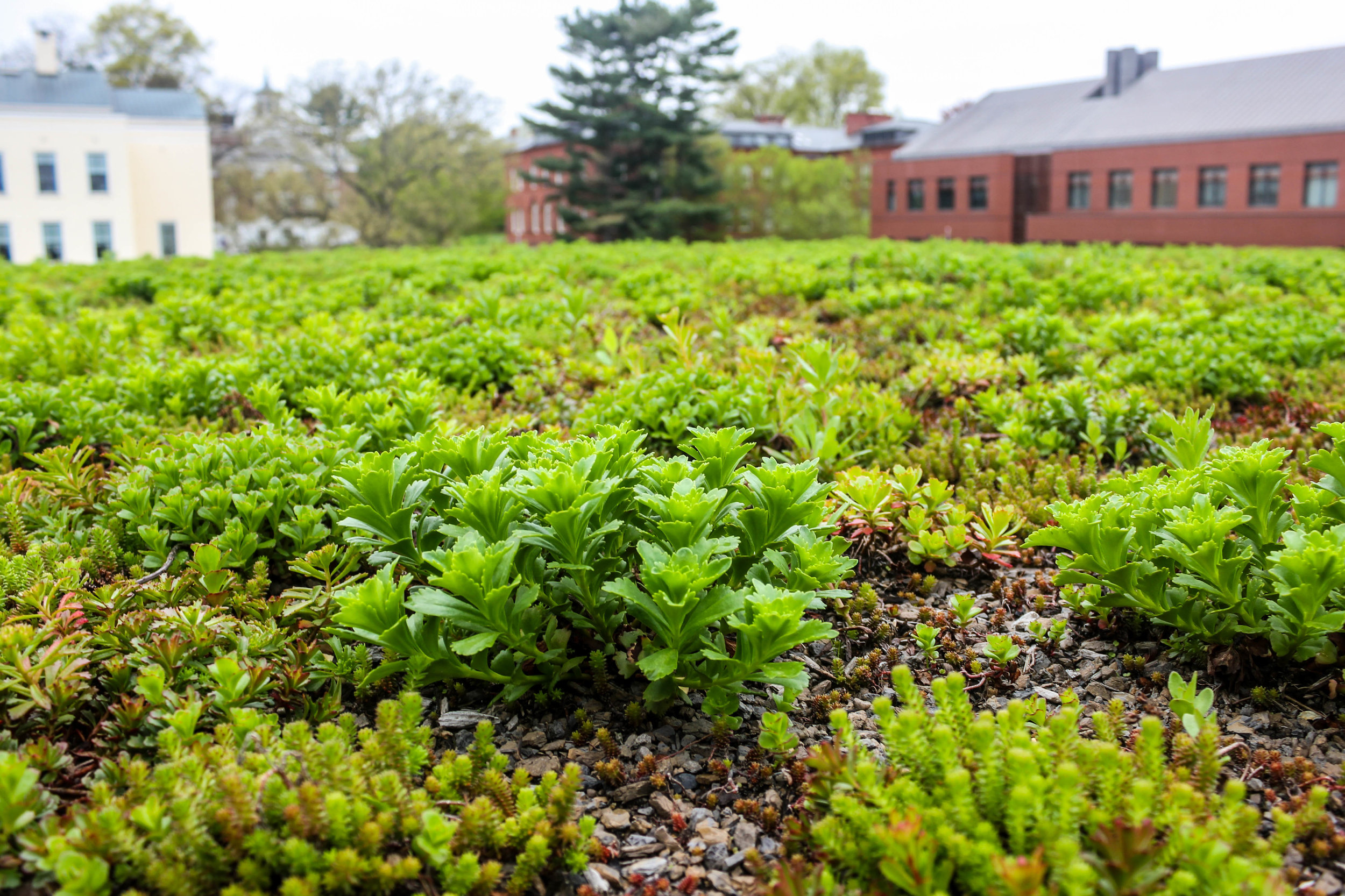 Amherst College Science Center Recover Green Roofs