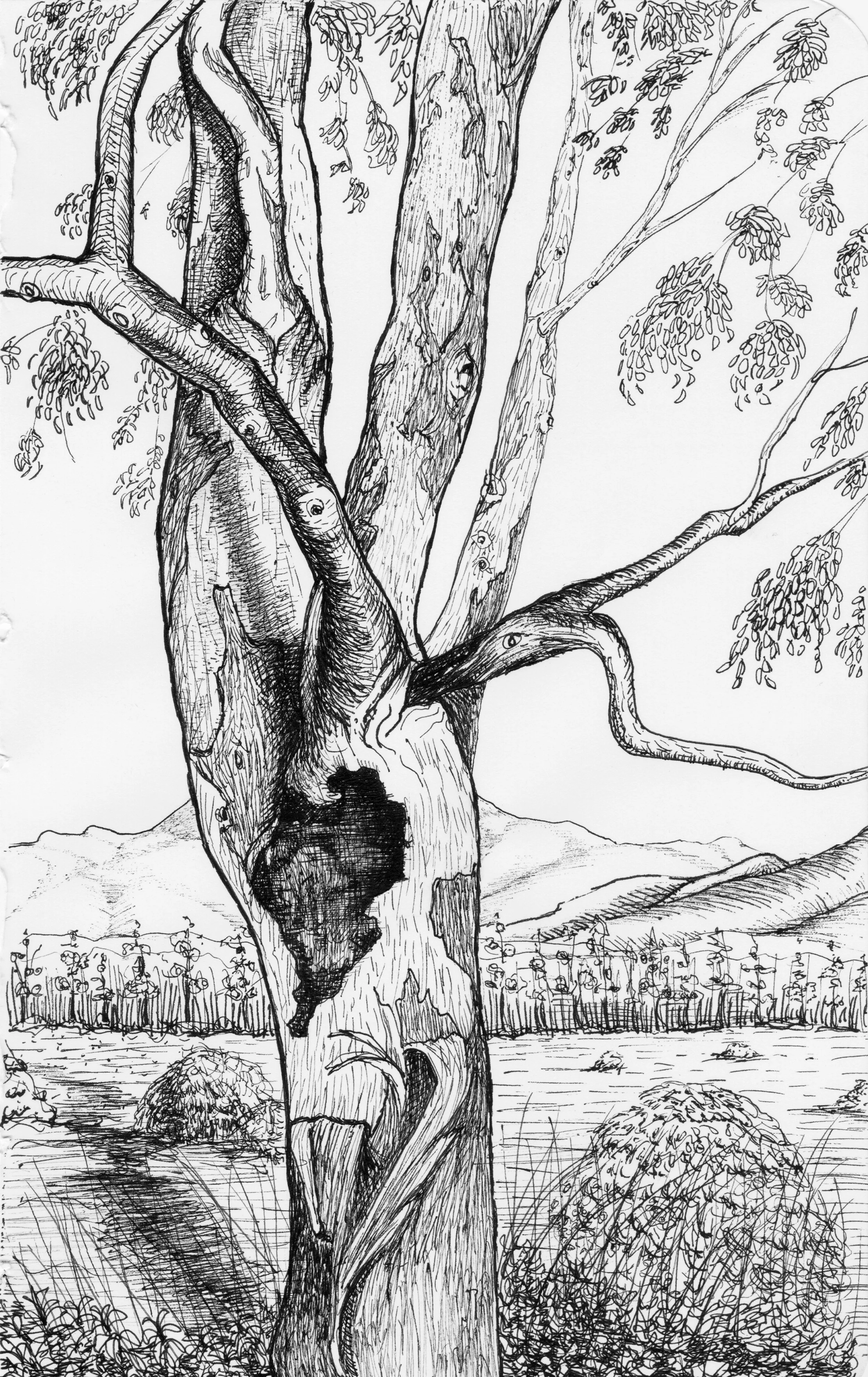 arbol sketch Lasso(flat50%).jpg