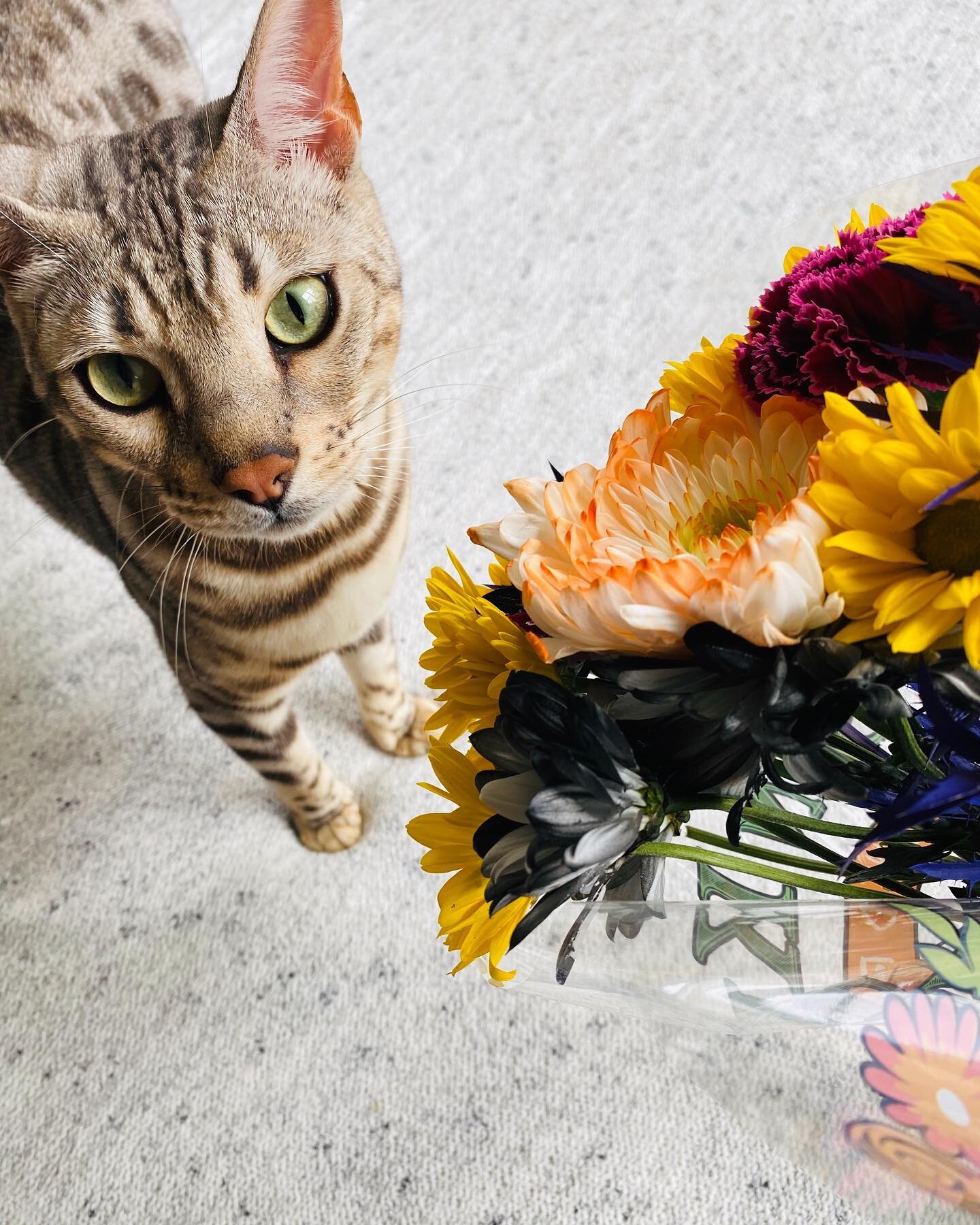 Finley being a very nice boy to the plants and flowers 😸✨