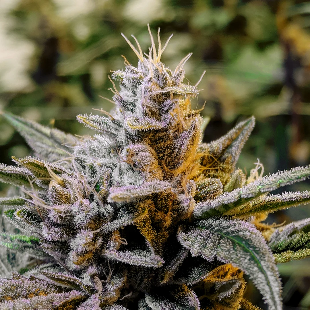 insta-gg4-hwgrow.jpg